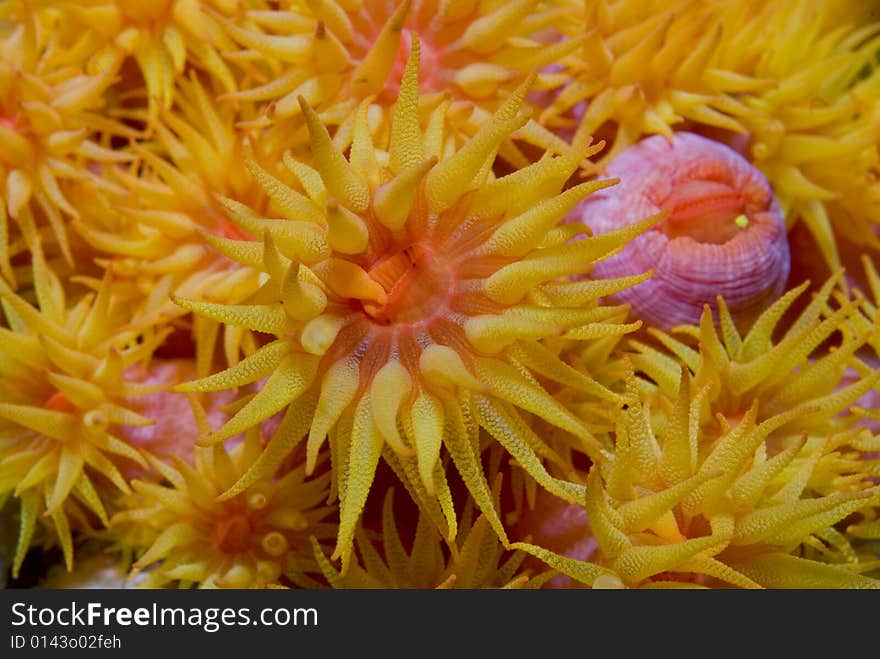 These tiny underwater flowers filter the small particles from the water. These tiny underwater flowers filter the small particles from the water.