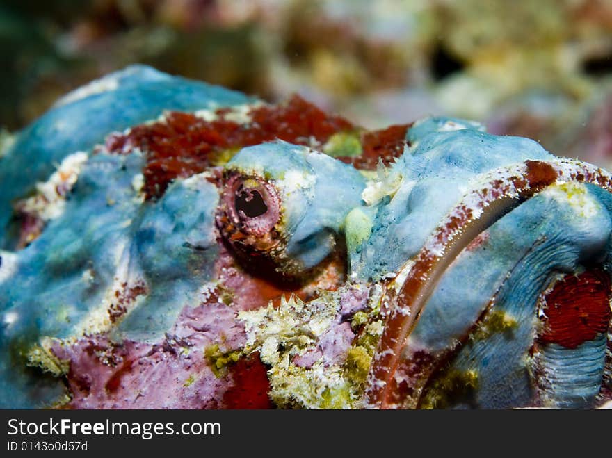 Devil Scorpionfish