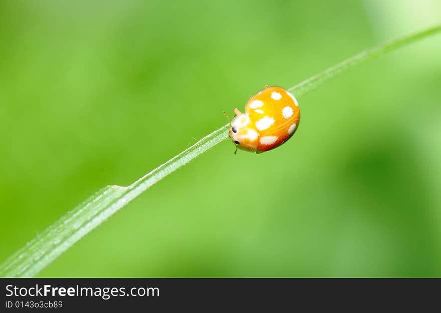 The image of the ladybird