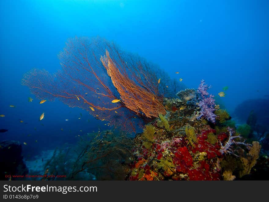 A colorful collection of sea fans and soft corals. A colorful collection of sea fans and soft corals