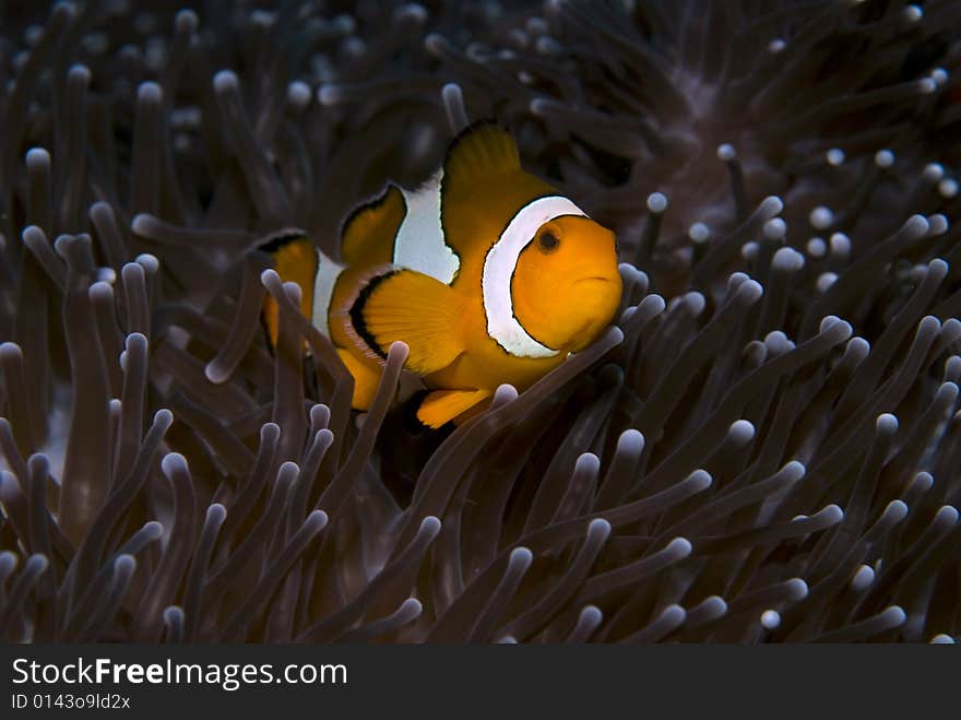 These type of fish are common around the reefs in Thailand. These type of fish are common around the reefs in Thailand