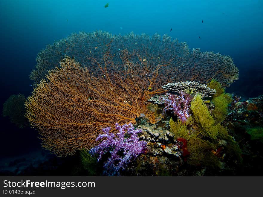 A colorful collection of sea fans and soft corals. A colorful collection of sea fans and soft corals