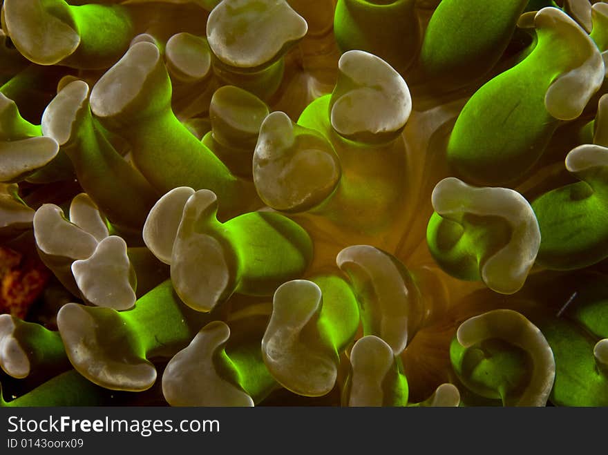 A green form of soft bubble coral. A green form of soft bubble coral