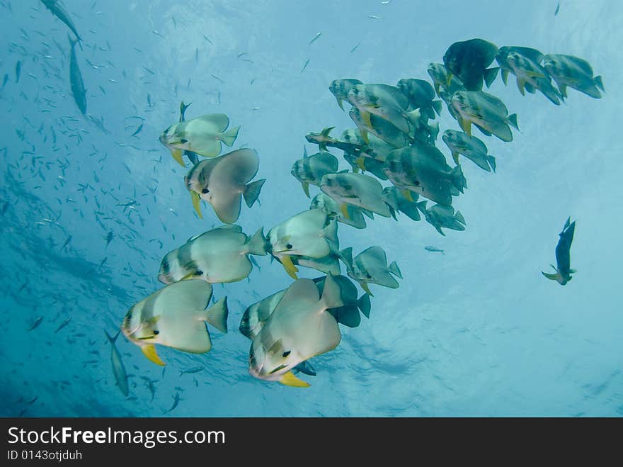 These type of fish are common around the reefs in Thailand. These type of fish are common around the reefs in Thailand