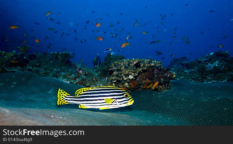 These type of fish are common around the reefs in Thailand. These type of fish are common around the reefs in Thailand