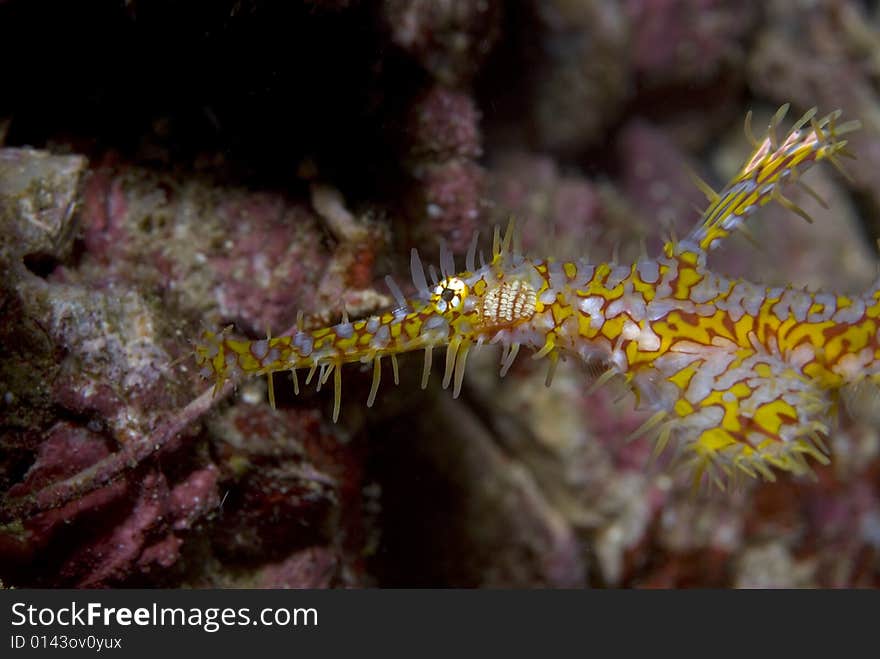 These type of fish are common around the reefs in Thailand. These type of fish are common around the reefs in Thailand