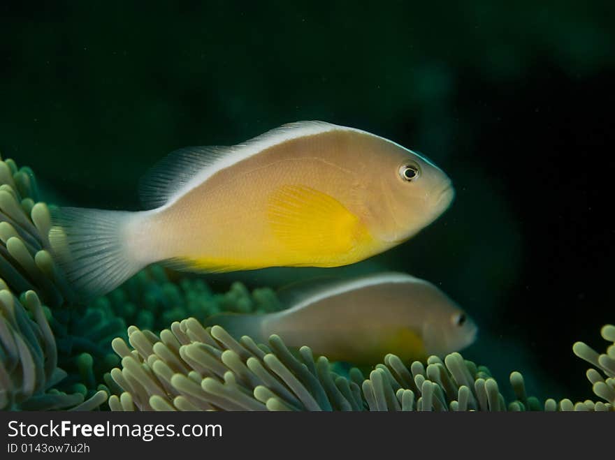 These type of fish are common around the reefs in Thailand. These type of fish are common around the reefs in Thailand