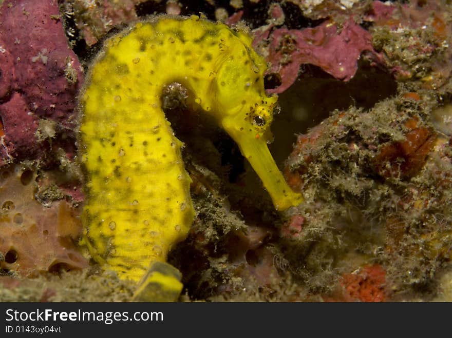 Seahorse