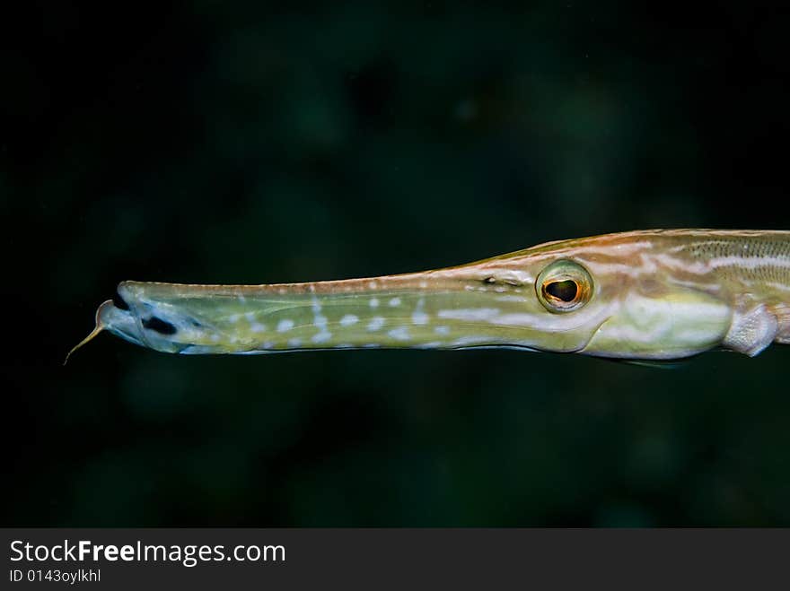 These type of fish are common around the reefs in Thailand. These type of fish are common around the reefs in Thailand