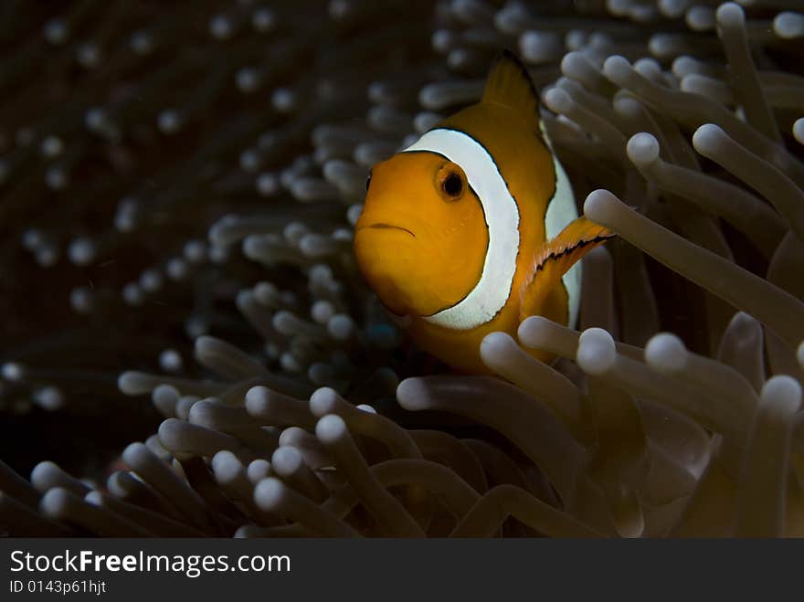 Anemonefish