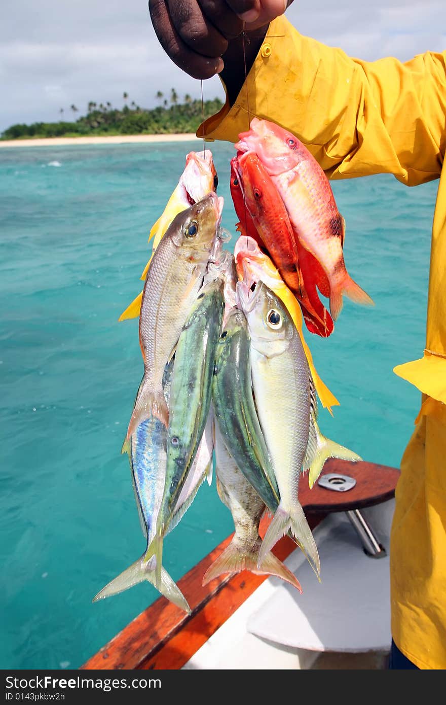 The daily catch of an island fisherman. The daily catch of an island fisherman