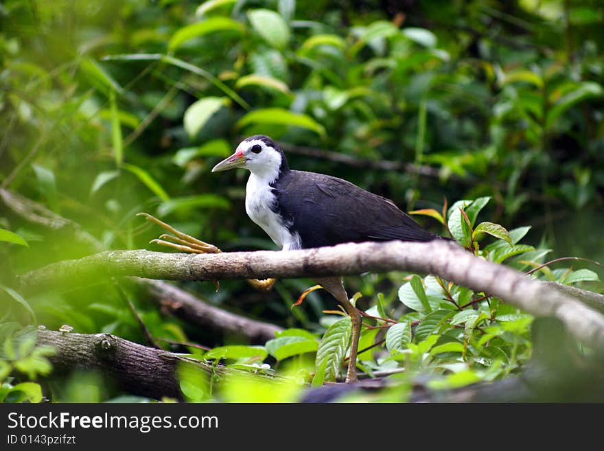 Malaysia shelter local bird at my backyard