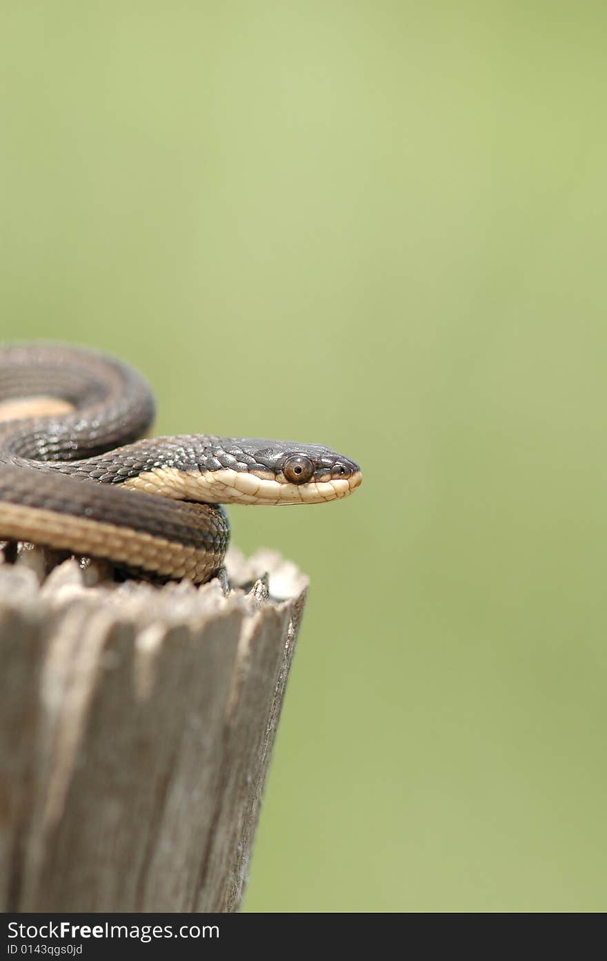 Graham s Crayfish Snake