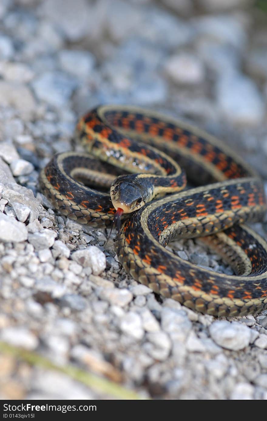 Red-sided garter snake