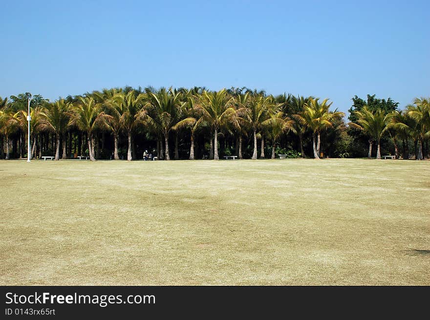 South China with typical palm trees, blue sky and clearing, grass burned with sun. South China with typical palm trees, blue sky and clearing, grass burned with sun.