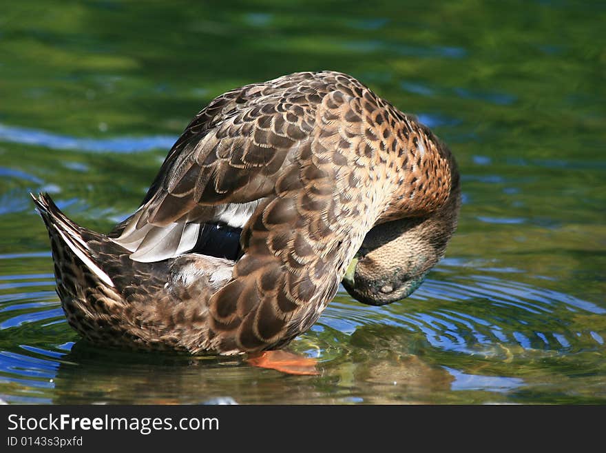 Younger male mallard duck playing in the shallow water. Photographed in Virginia, USA. Younger male mallard duck playing in the shallow water. Photographed in Virginia, USA.