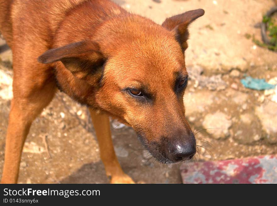 This is a beautiful dog.