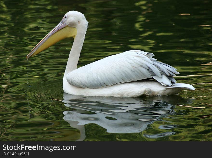 Pelican