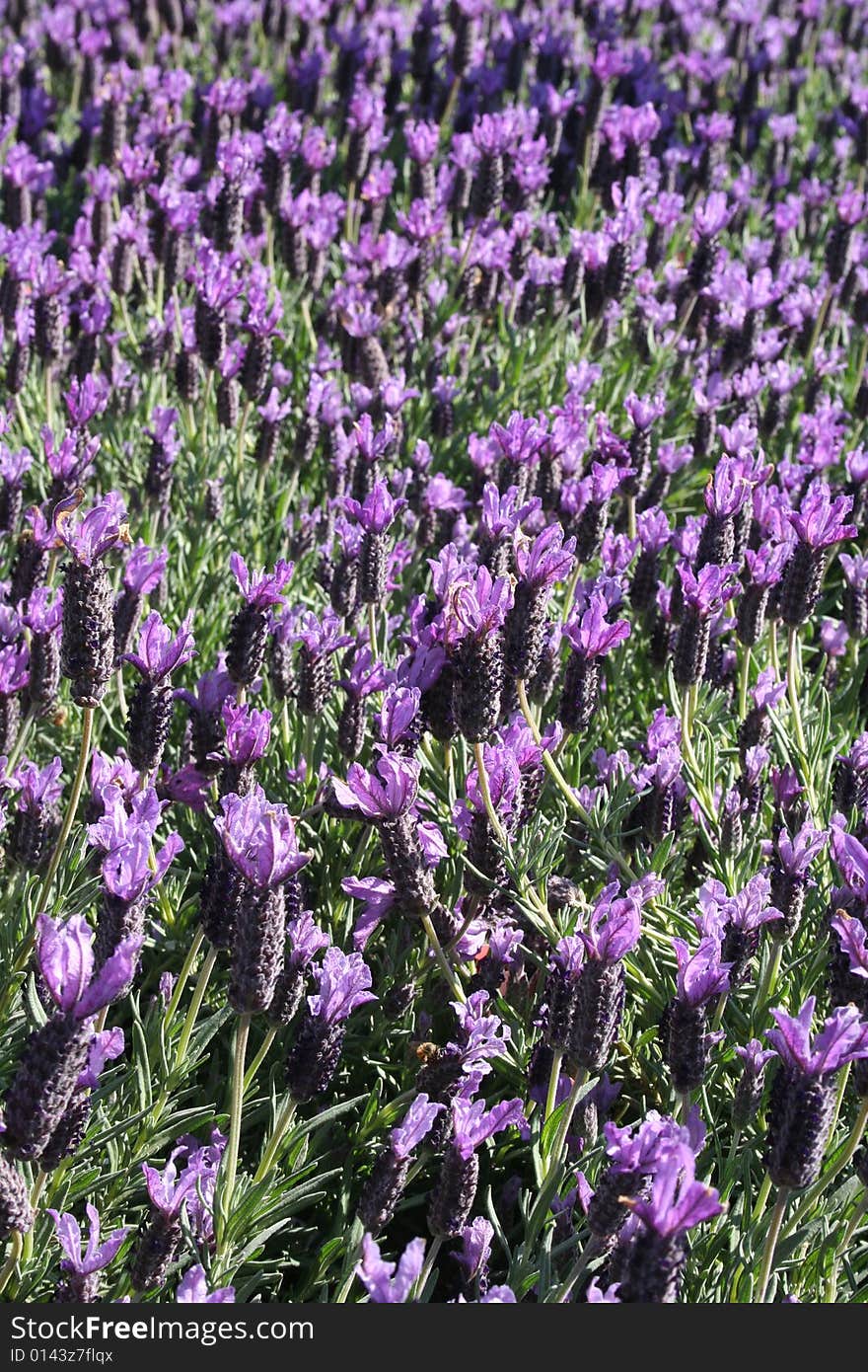 A closeup photo of lavender flowers.