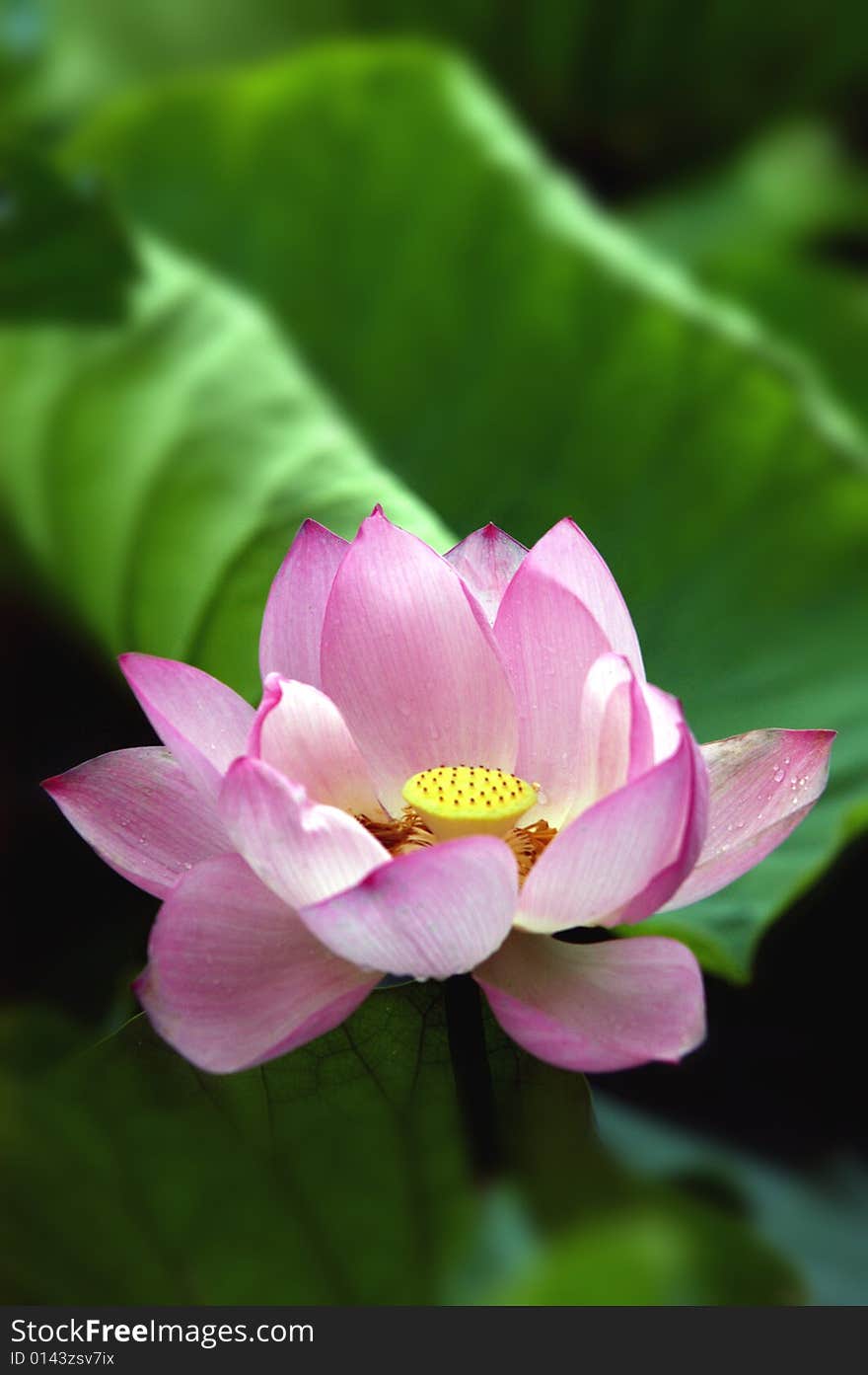 A  lotus blooming among green leaves in pond.