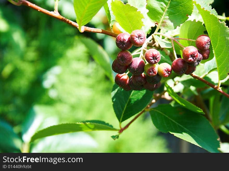 Black rowan tree