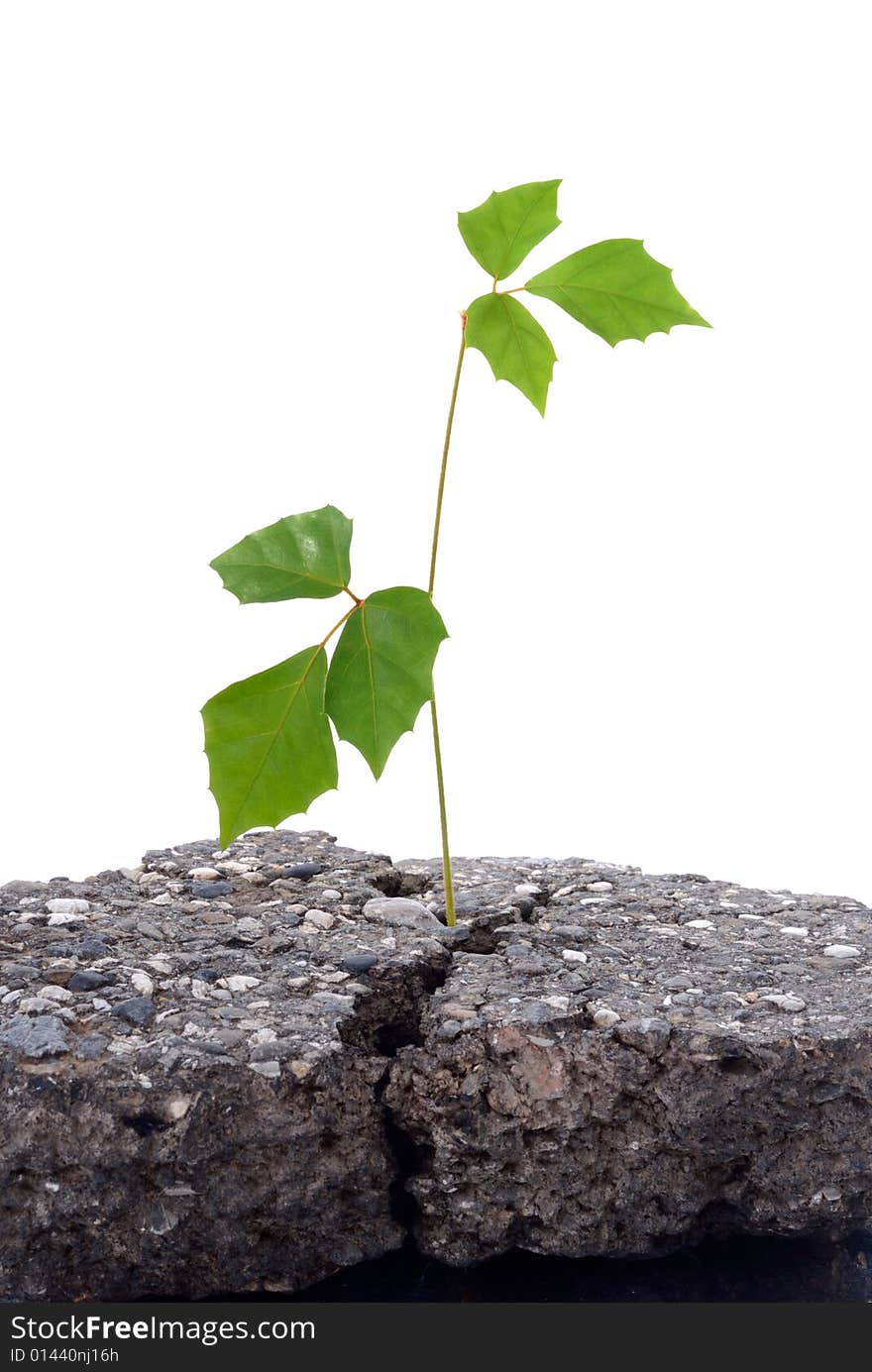 Growing green plant in asphalt isolated on a white background