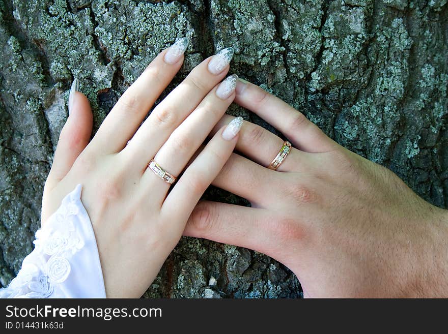 Two hands with wedding rings over the tree