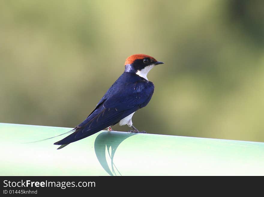 A Wiretailed swallow sitting on a bridge in the Kruger National Park, South Africa.