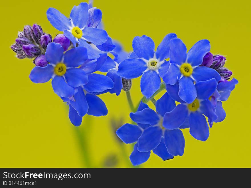 Forget-Me-Not Flowers