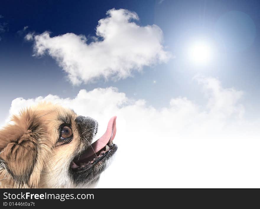 Dog looking to smth concept. Blue sky and sun on the background. Dog looking to smth concept. Blue sky and sun on the background