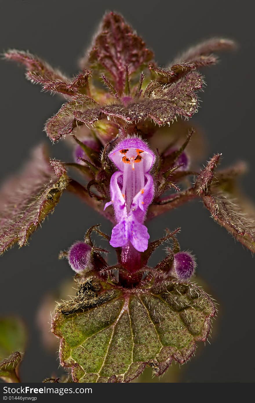 Nettle Flower