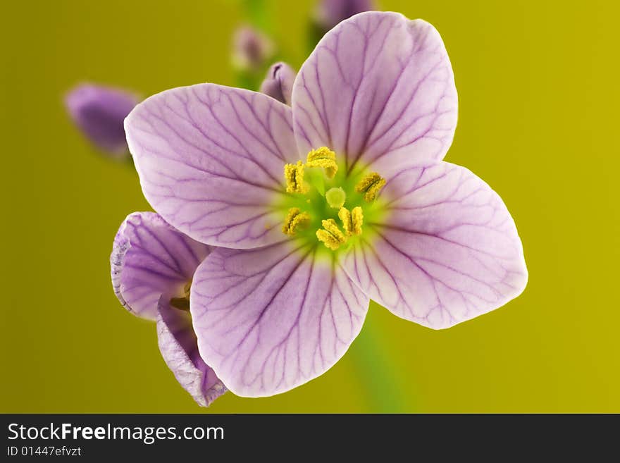 This photo was taken in studio on a ellow background. Canon EOS 1Ds Mark III, Sigma APO 150 mm f/2.8 macro lens. This photo was taken in studio on a ellow background. Canon EOS 1Ds Mark III, Sigma APO 150 mm f/2.8 macro lens.