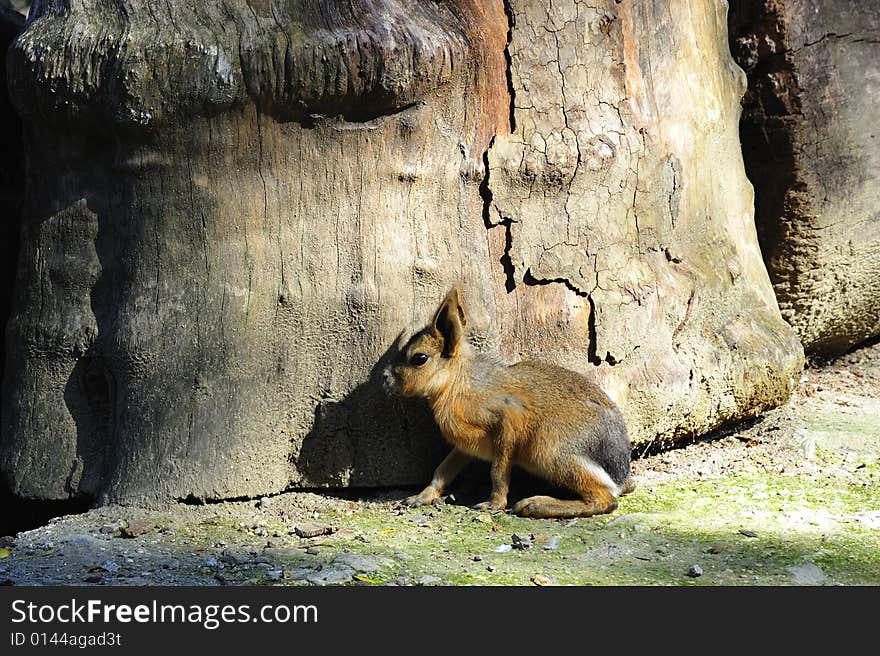 The Pampas of central and southern Argentina or Dolichotis patagonum have a hare head