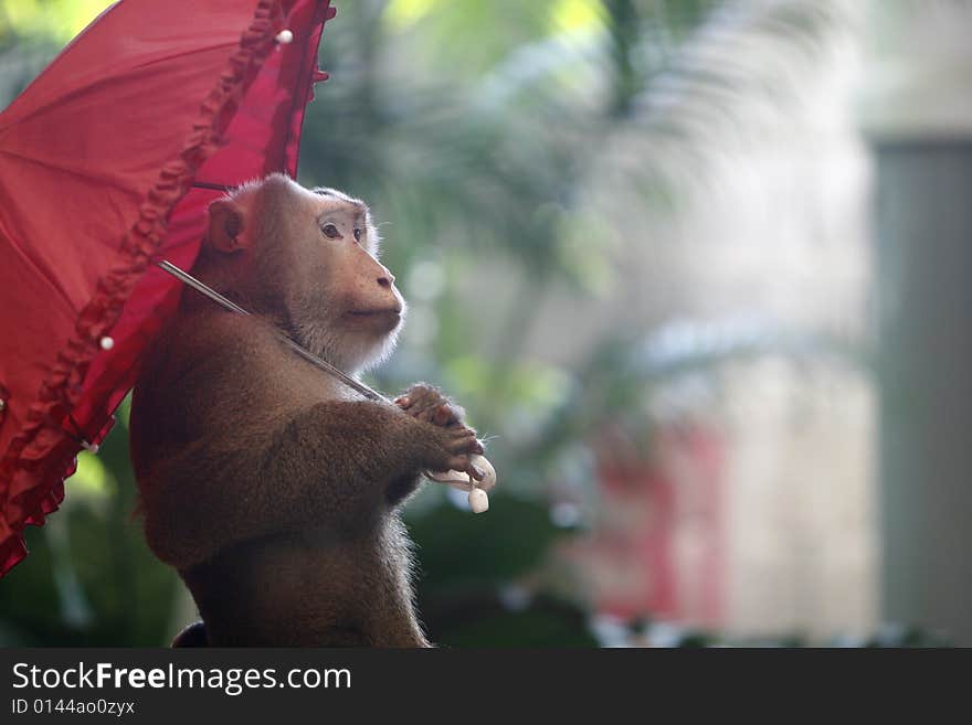 A smart monkey in a show at a zoo. A smart monkey in a show at a zoo