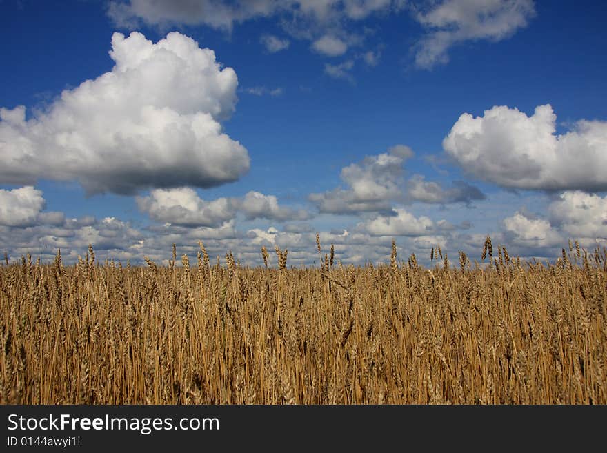 A wheat field against a blue sky.