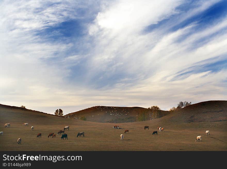 This is a rangeland in bashang