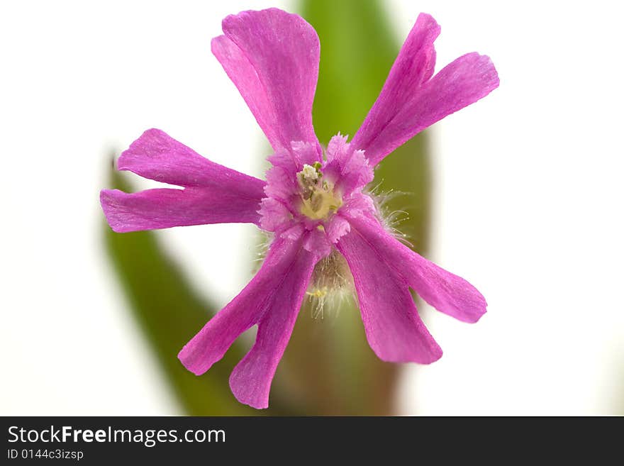 Purple Flower