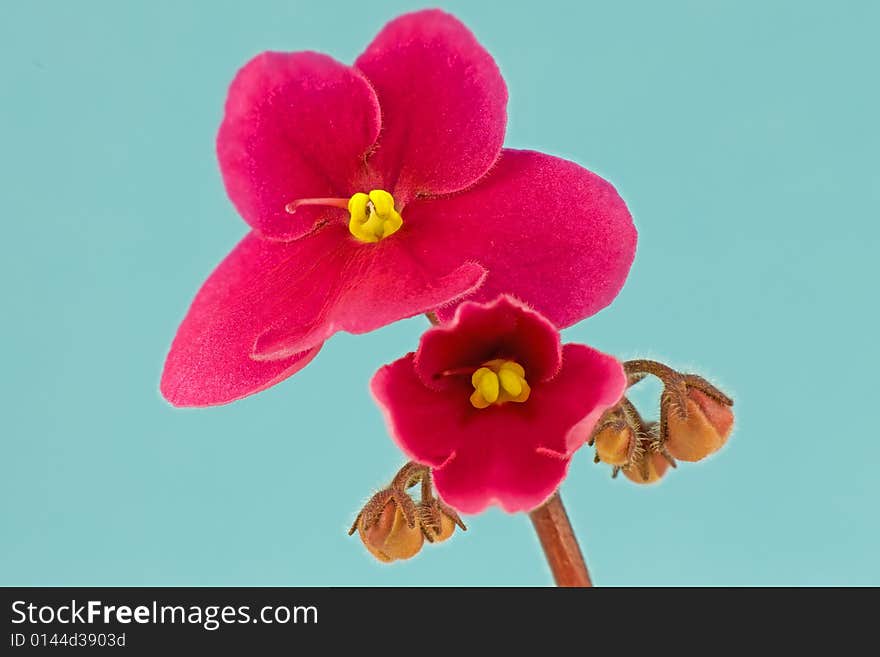 Red Flower