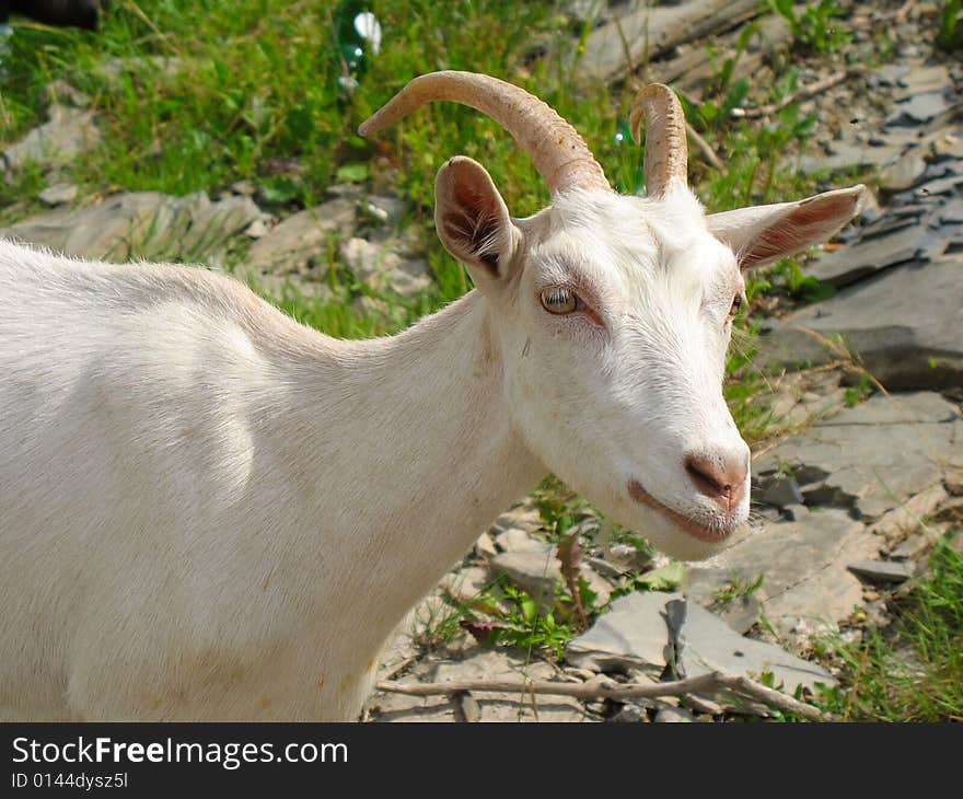 White goat