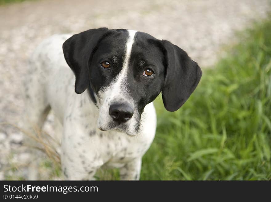 Small dog looking straight into the camera. Small dog looking straight into the camera