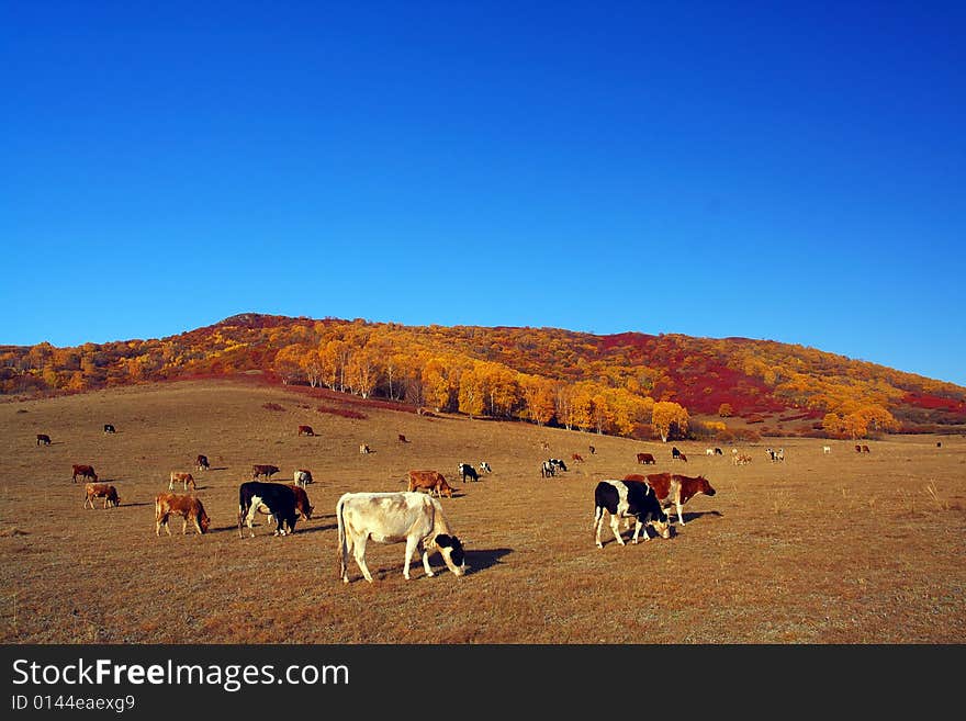 This is a beautiful meadow