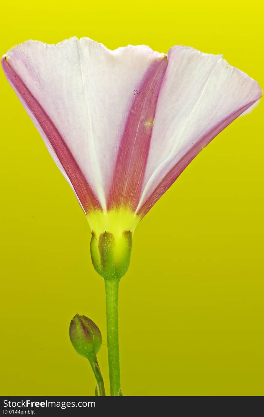 Bindweed Flower