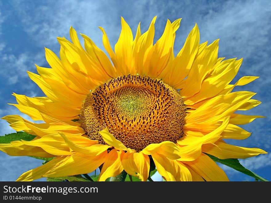 Absolutely Beautiful Sunflower