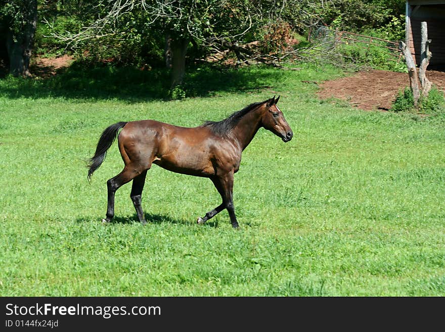 Brown horse walking in a green field