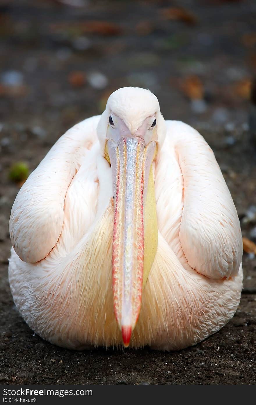 Photograph of the beautiful Pelican