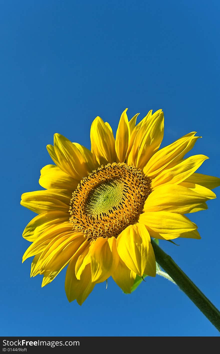 Fantastic Yellow Sunflower in sunny Summer Day. Fantastic Yellow Sunflower in sunny Summer Day