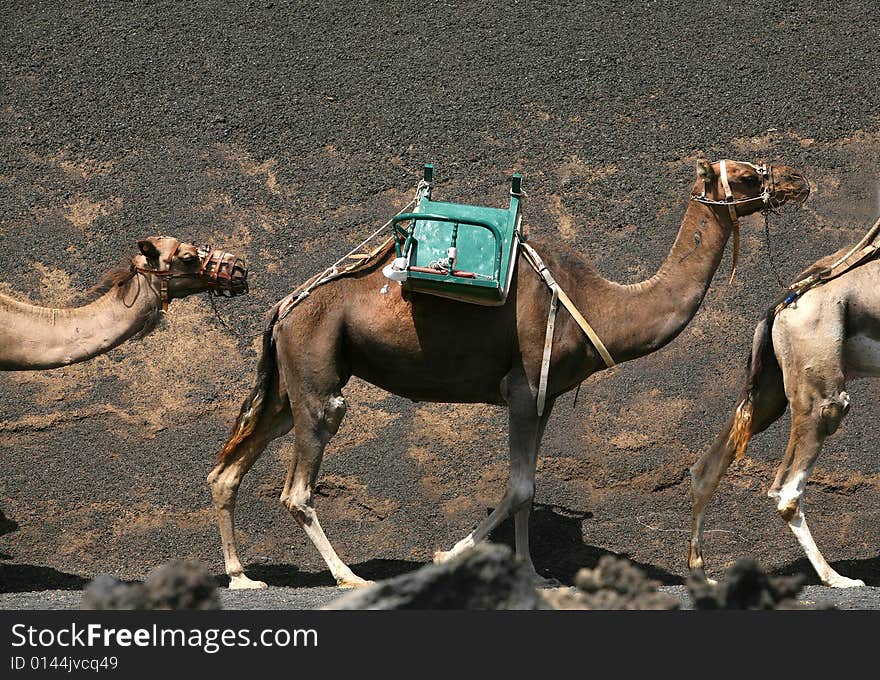 Camel in Timanfaya national park, Lanzarote island,Spain