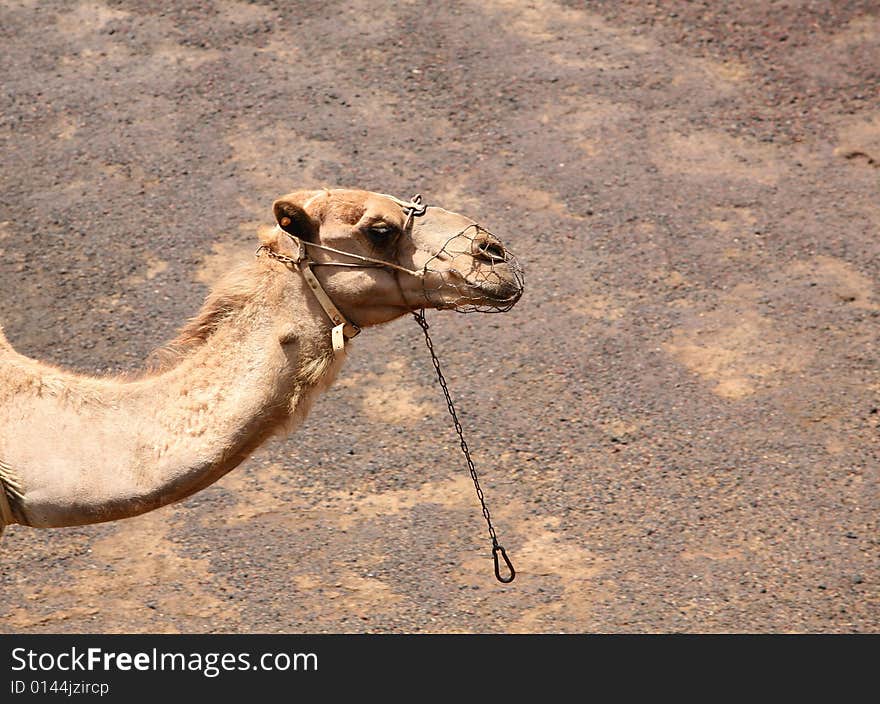 Camel in Timanfaya national park, Lanzarote island,Spain