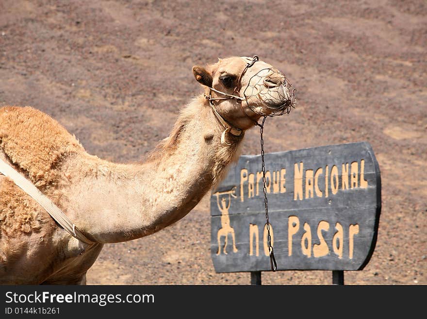 Camel in Timanfaya national park, Lanzarote island,Spain