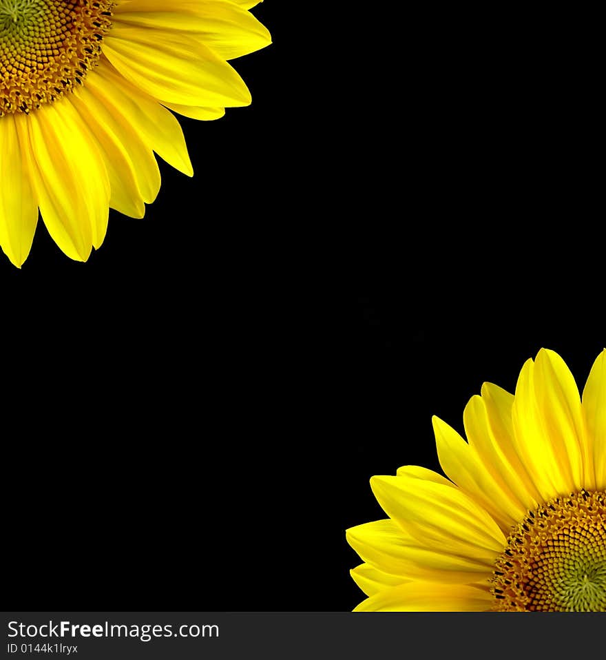 Illustration image of sunflowers on black background intense